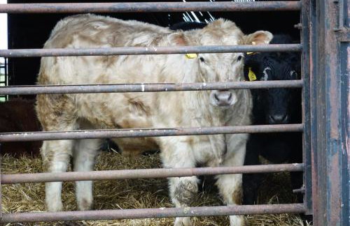 Swallows’ Barn - Photo 36