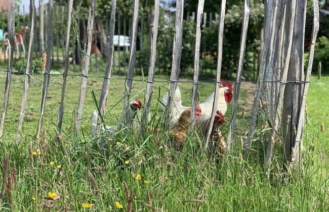 Art Nouveau Villa am See - Foto 13