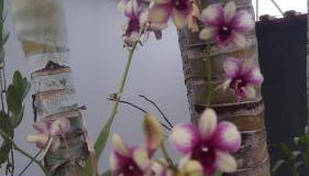 Casa com piscina de 2 dormitórios - Foto 2