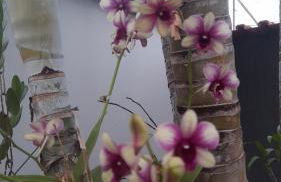 Casa com piscina de 2 dormitórios - Foto 2