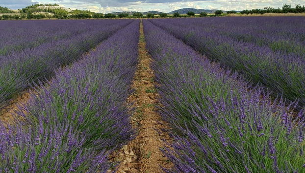 Campi di lavanda del Romeral