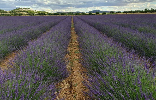 Tour della lavanda + Mulino del Romeral - Foto 3