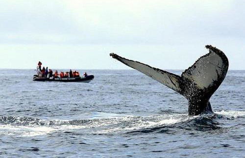 Barrocas Villas Azores - Photo 35