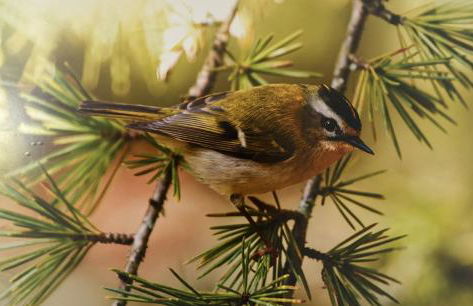 Recanto do Açor - Foto 37