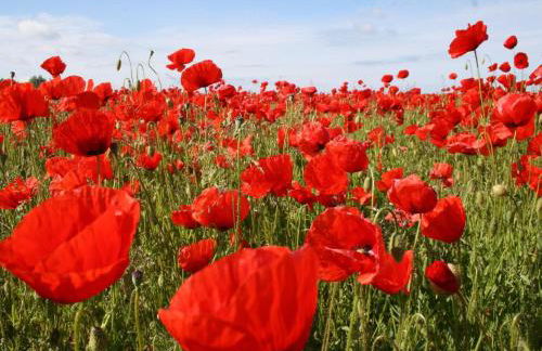 Ferienzimmer in Kröpelin - Foto 23