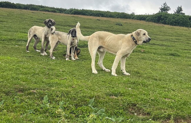 Ny Çambaşı - Foto 74