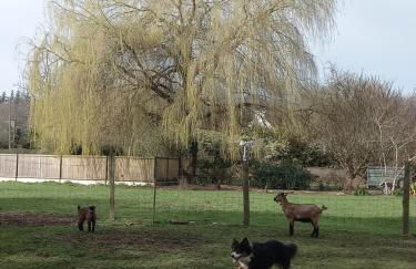 Gîte Ty Laouen Clohars-Carnoët - Foto 13