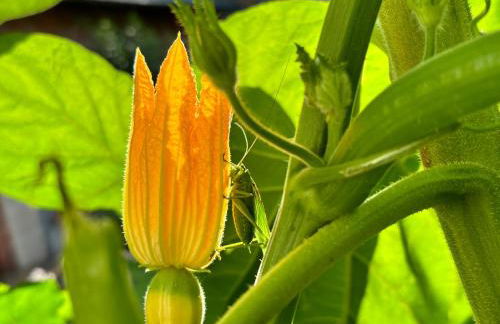 FeWo Burgblick - Foto 10