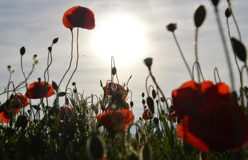 Agriturismo Mondo - Foto 39