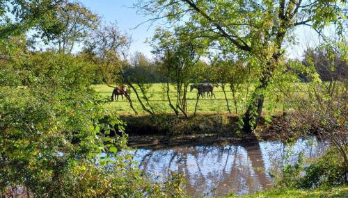 Maison restaurée dans élevage de chevaux, WIFI, Animaux admis - FR-1-497-239 - Foto 3