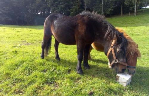 NEU! Ferienwohnung Schwarzenberg - Foto 15