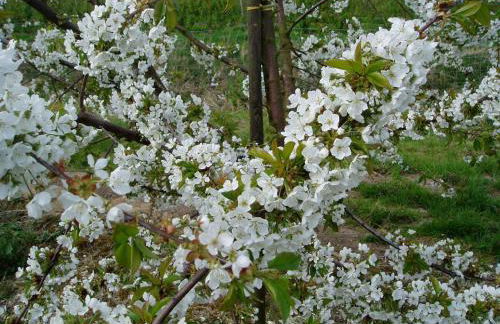 Ferienwohnung Am Walde - Photo 32