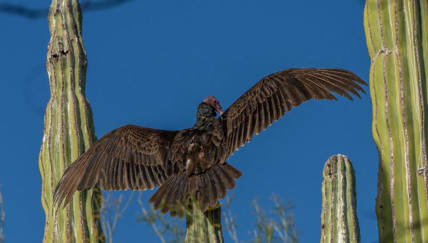 Passeio de Observação de Aves em Todos Santos - Foto 3