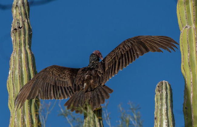 Passeio de Observação de Aves em Todos Santos - Foto 3