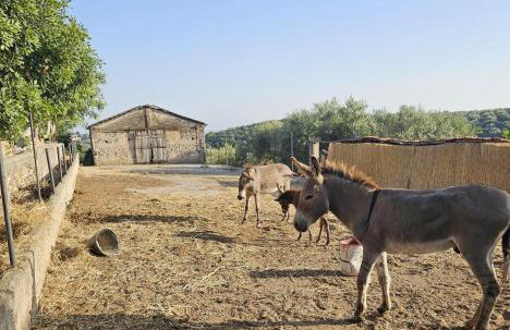 Tenuta degli Ulivi - Dimora Contadina - Foto 69