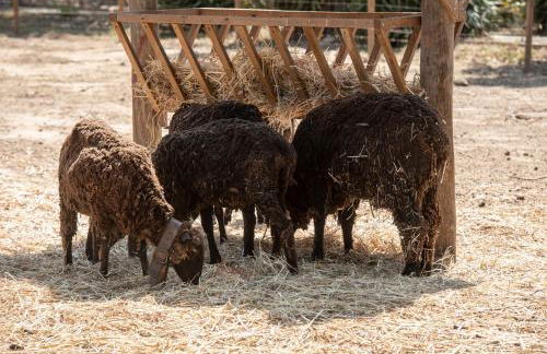 Quinta do Louredo - Évora - Foto 29