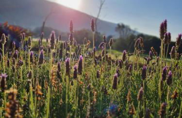 Casa Lua e Flor - Foto 26