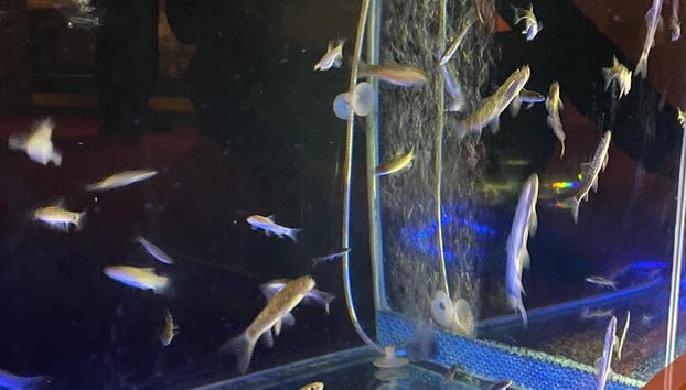 VIP Türkisches Bad in Alanya - Foto 3