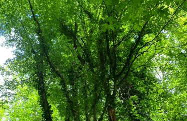 Ca' Inua - arte, bosco, ospitalità - Photo 15