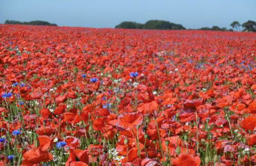 Idyllisch gelegene Ferienunterkuen - Foto 11