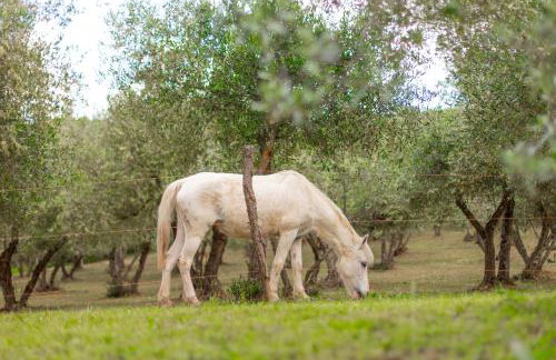 Agriturismo Montemagni di Sopra - Foto 18