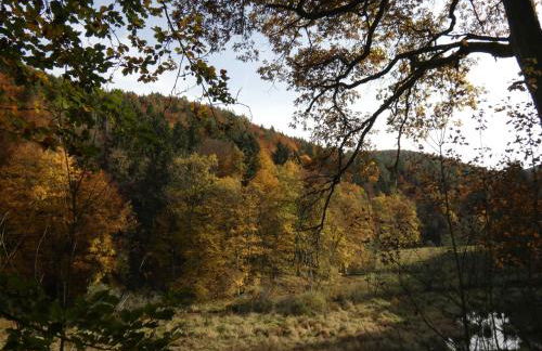 Goldener Fuchs in Moschendorf - Foto 12