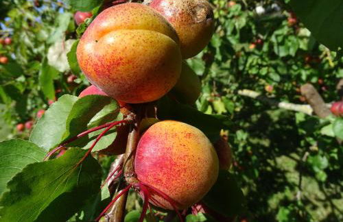 Le Cottage " Village de La Ruée " Location de vacances - Foto 20