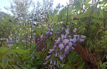 Il Glicine cozy appartamnent, near Sestri Levante between Cinque terre e Portofino - Foto 14