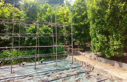 La Camelia d'Oro - Foto 66