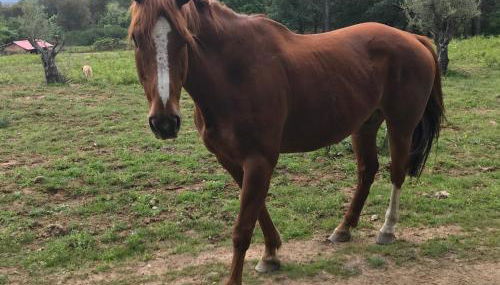 Casa Rural Los Robles - Foto 5