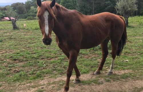 Casa Rural Los Robles - Foto 5