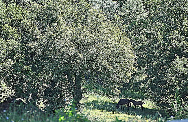 Agriturismo Yes Boss - Foto 24