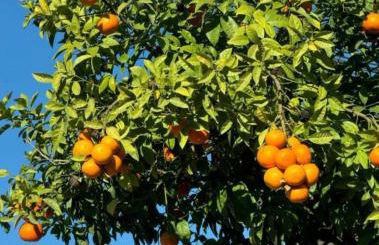 Viktoria's garden home - Foto 34