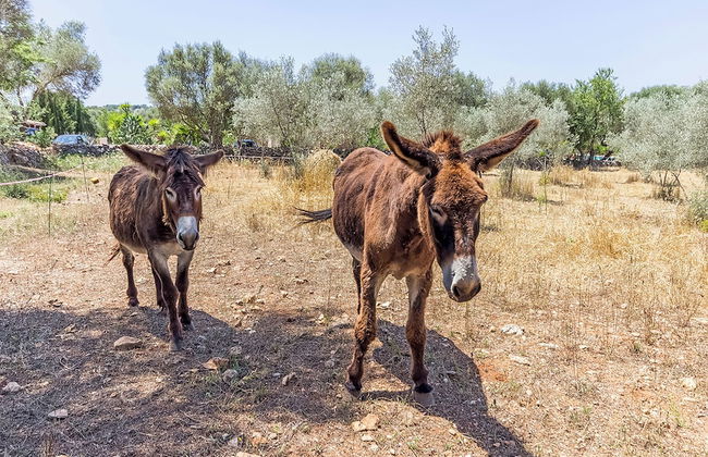 Can Pina - Eco Redonda 1 - - Photo 16