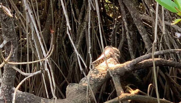 Admirando os manguezais