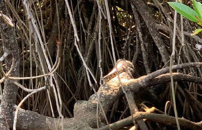 Passeio de barco pelos manguezais de Bentota - Foto 4