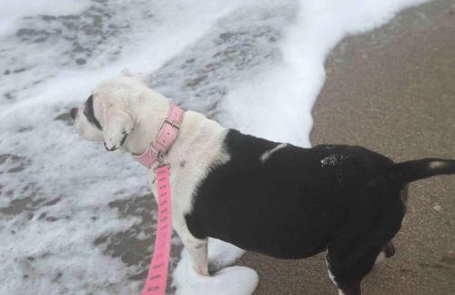 Adorable French Cottage style - 1 bedroom. - Foto 24