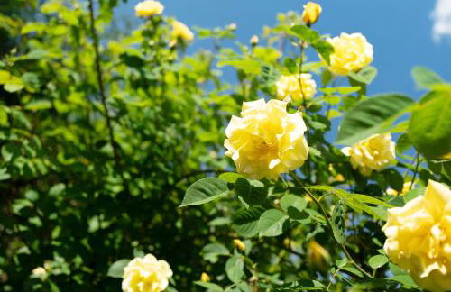 Haus Schwarzwald Königin - Foto 35