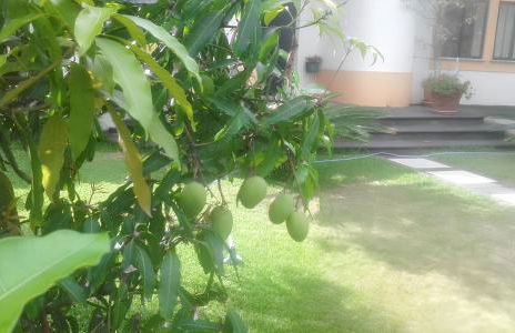 Charming house with sea view in Angra do Heroísmo - Photo 24