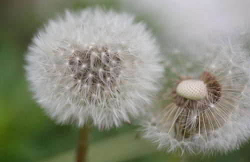 Spisserhof - Photo 54