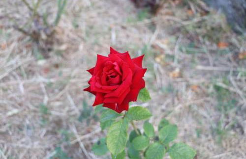 Vivenda Alju - Foto 30