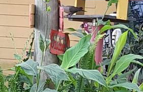 Coração do Rosa -A poucos passos do melhor do Rosa - Foto 41