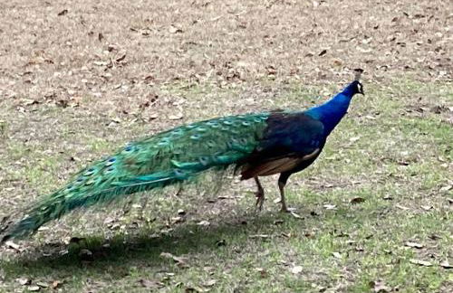 Beaufort SC New Renovation, Close to Parris Island, Historic Downtown, Beautiful Beaches, Sleeps 6 - Foto 11