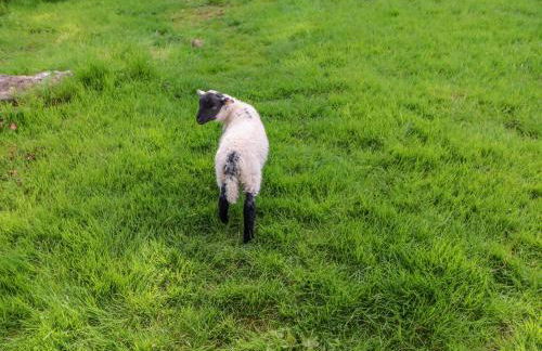 Herdie Hideaway - Foto 15