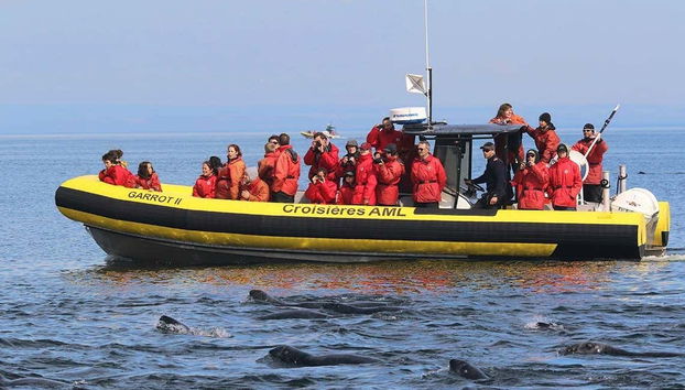 Osservando le balene dal motoscafo