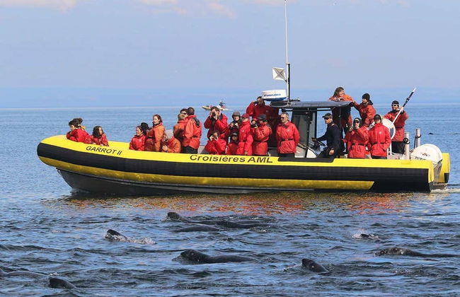 Giro in zodiac con avvistamento di balene - Foto 2