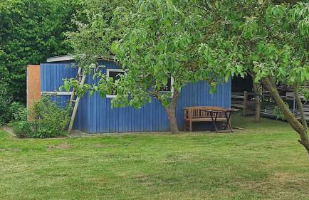 Küstenblüte - Foto 32