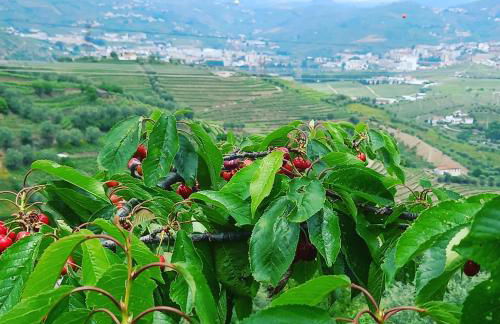 Quinta Casa Do Quintal - Foto 10