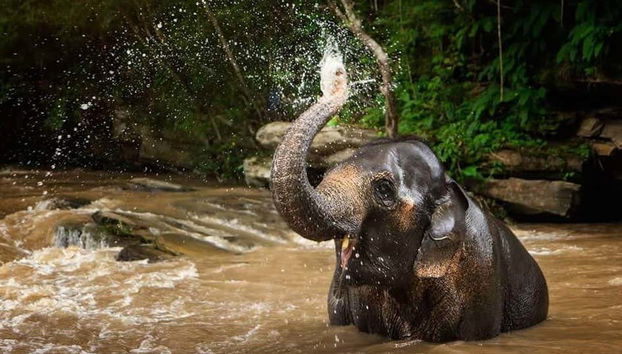 An elephant taking a dip