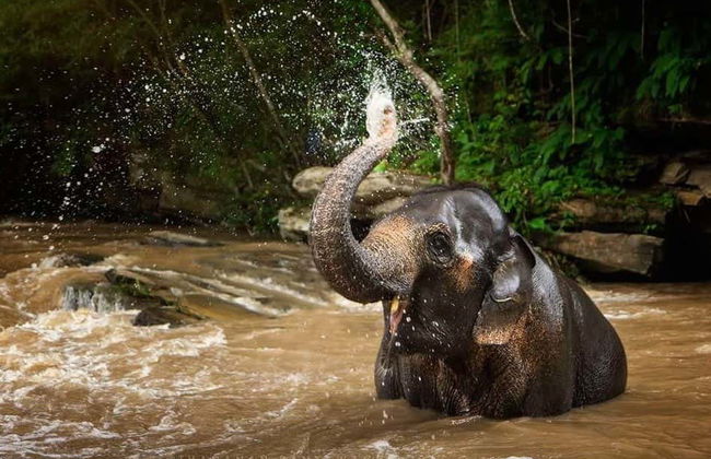Excursión al santuario de elefantes - Foto 4